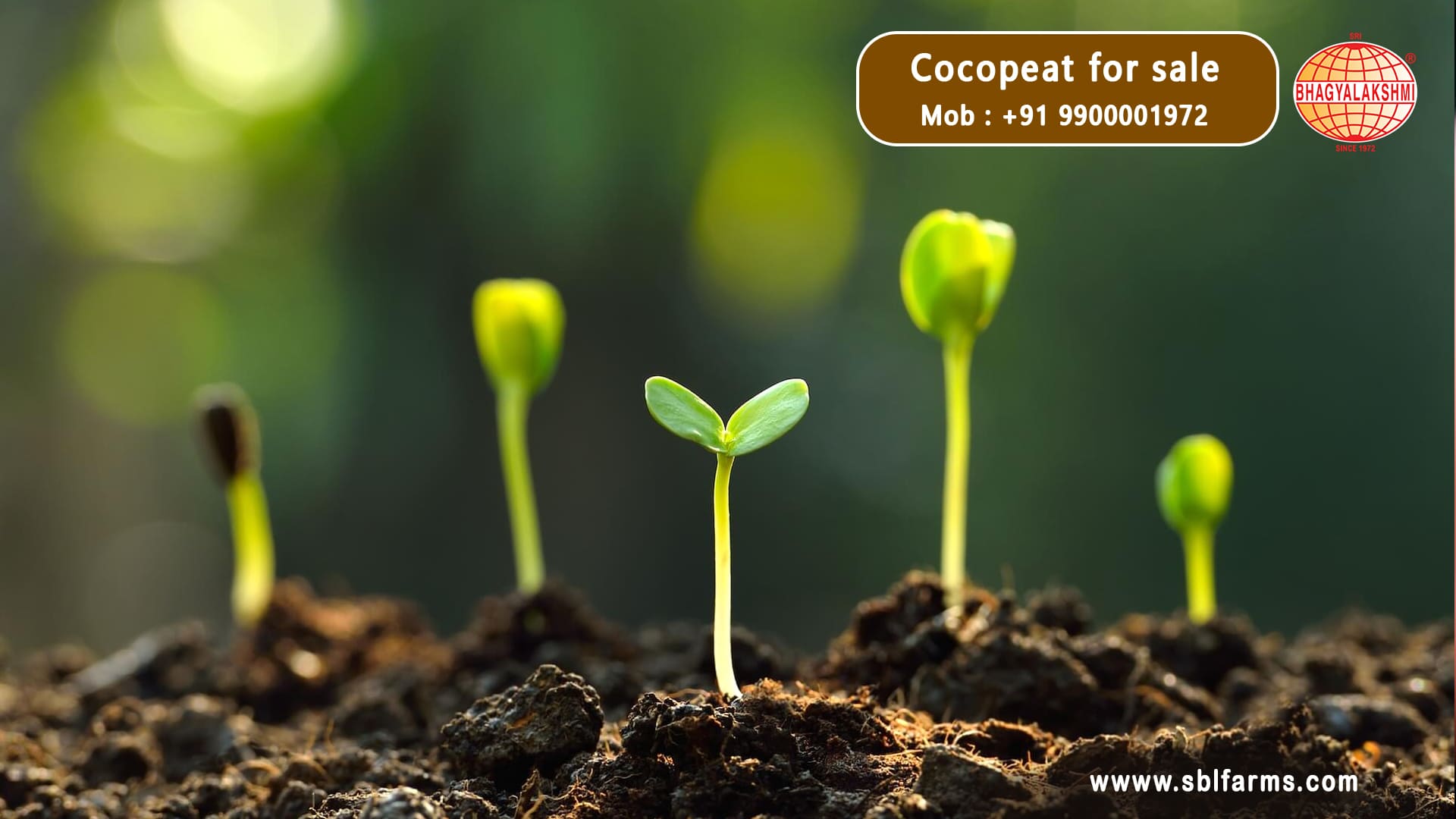 cocopeat manufacturers in Karnataka,  Coco Peat Manufacturers & Suppliers in Karnataka, cocopeat dealers, traders, wholesalers, manufacturers & suppliers  in bangalore, Coco Peat Blocks Manufacturer from Bengaluru , coco peat wholesalers in bangalore, India, Coco Peat Manufacturers near me in Bangalore, Coco Peat Wholesale Suppliers and exporters in Bengaluru , Karnataka, Coco Peat Wholesale Suppliers in bangalore, cocopeat in bangalore, cocopeat powder near chamrajpet, bengaluru, coco peat manufacturers in karnataka, Cocopeat wholesale in Bangalore,cocopeat exporters in bangalore,coco peat online bangalore. Cocopeat for sale in bangalore, cocopeat for sale in karnataka.